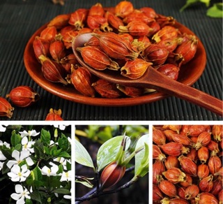 100gr quả dành dành khô 2021( sẵn hàng)