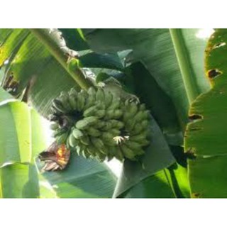 CÂY CHUỐI SỨ GIỐNG