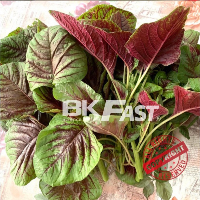 DUNG DỊCH DINH DƯỠNG THỦY CANH TĨNH BKFAST - ĐH Bách Khoa Hà Nội