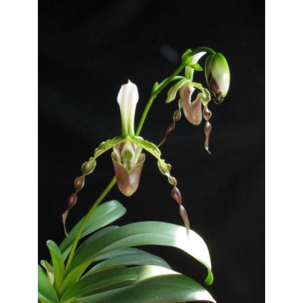 LAN HÀI RÂU TRỒNG THUẦN CHẬU