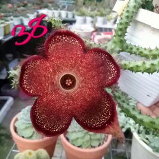 Cây Sao Biển (Số 38)