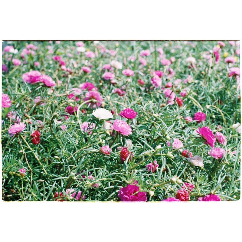 - Film 135  giá rẻ, 24 kiểu, hàng US