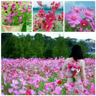 Hạt Giống Hoa Nhái Đơn