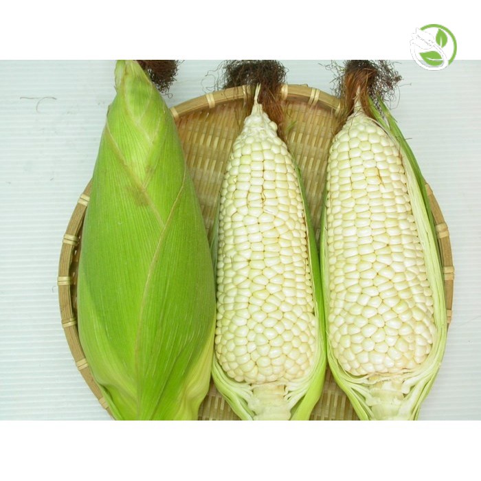 Hạt Giống Bắp Nếp Nù Cao Sản PN-100 Phú Nông - Gói 100g - Wax Corn