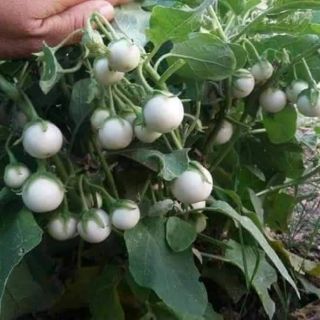 HẠT GIỐNG CÀ PHÁO TRẮNG CHÙM  THÁI LAN