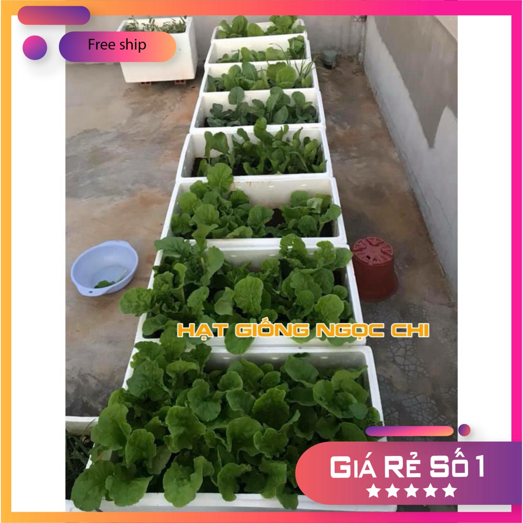 [ Rẻ nhất ]0814 [DEAL 1K] 100 Hạt Giống Rau Cải Bó Xôi (Rau Bina, Rau Chân Vịt) Chịu Nhiệt, Dễ Trồng [FREESHIP XTRA] lyh