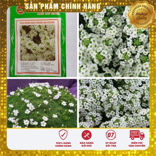 Hạt giống hoa ngàn sao trắng (50 hạt)