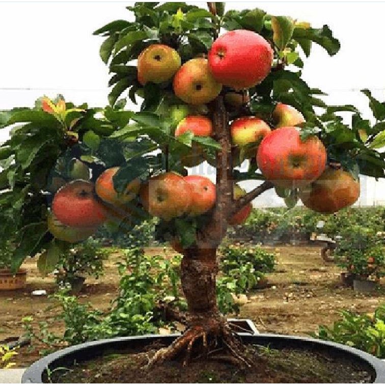 Combo 3 gói hạt giống cây ăn trái táo lùn dể trồng f1- gói 10 hạt-tặng kèm 1 gói phân bón-TLM