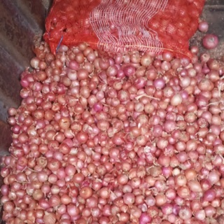 Hành INĐÔ khô trung
