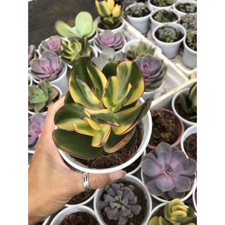 Sen đá Thạch Bích var