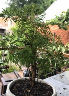 Cây Đinh lăng rừng lá nhỏ