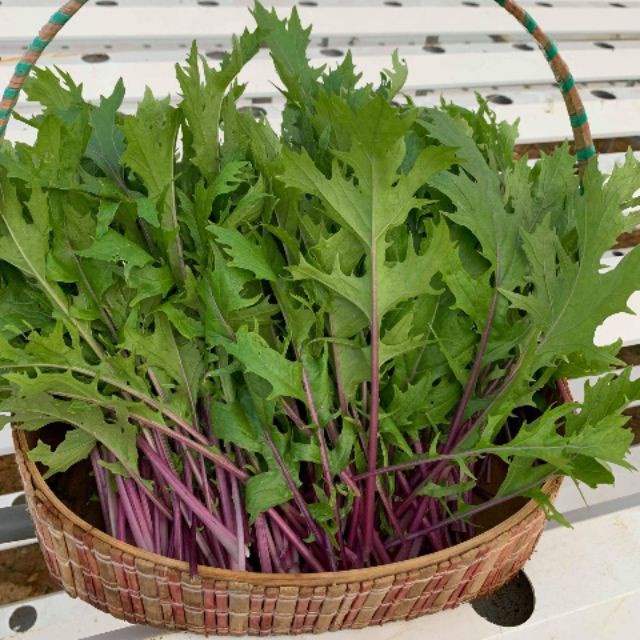 Hạt giống cải canh đuôi phụng - 100 hạt/gói