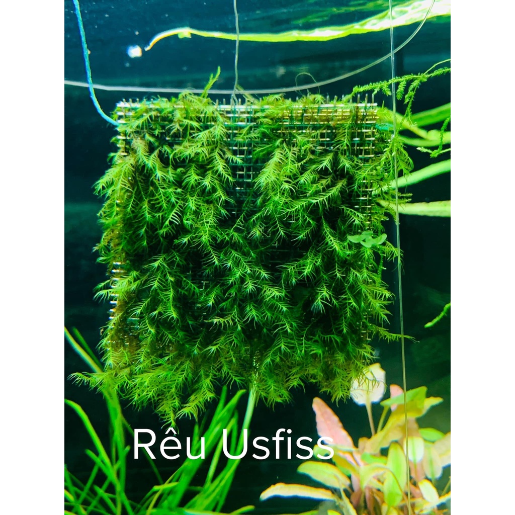 Rêu usfiss - Cầu Rêu US FISS - PHOENIX MOSS tuyệt đẹp - Vỉ  9x9cm - Môc Thuỷ Sinh Thủ Đức