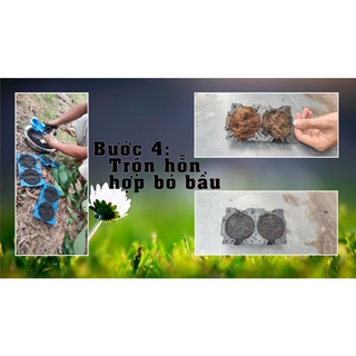 Bầu chiết cành 4cm 6cm 10cm 12cm, rễ lục bình, mụn dừa chiếc cành, kích rễ