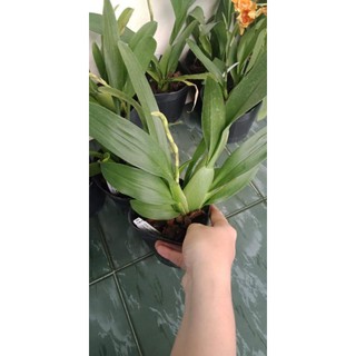 Vũ nữ năm mới cam