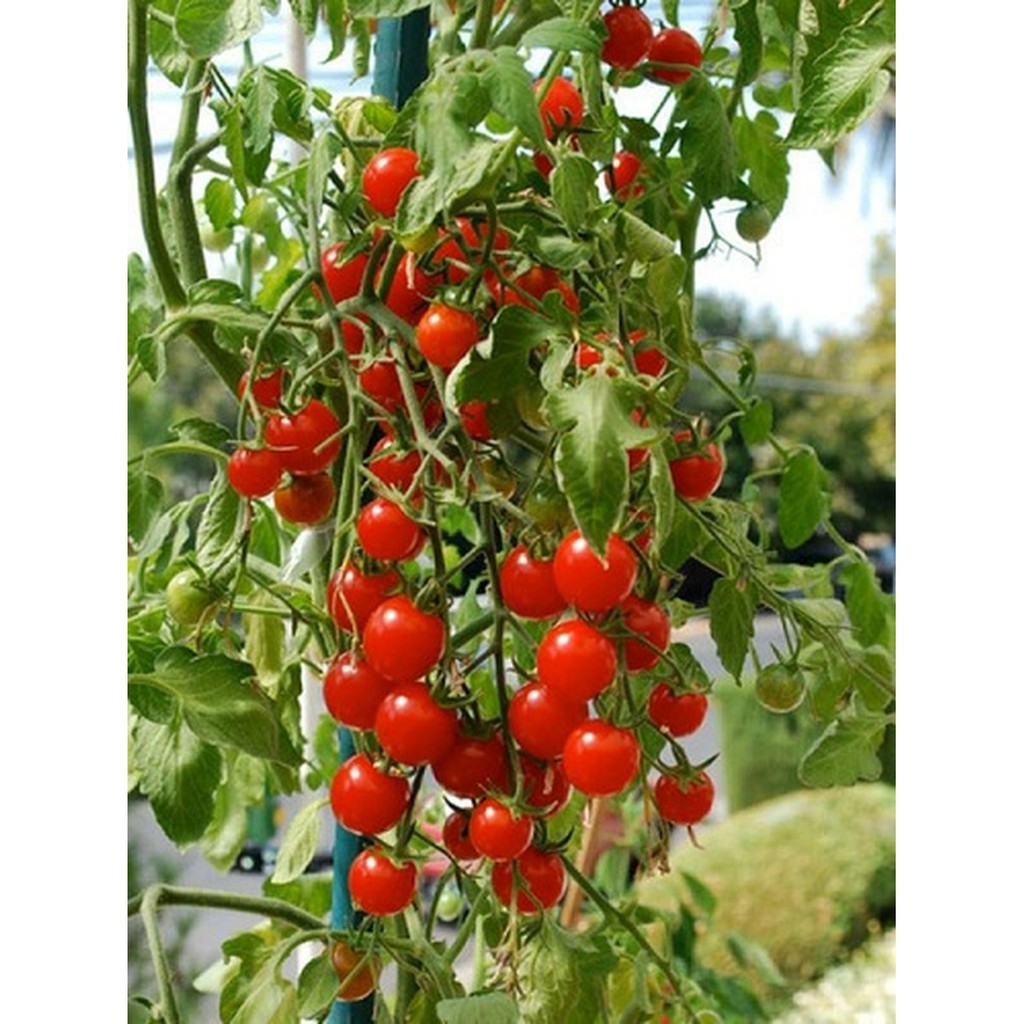 Hạt Giống Cà Chua Cherry Đỏ Lai F1 sinh trưởng vô hạn, trồng quanh năm