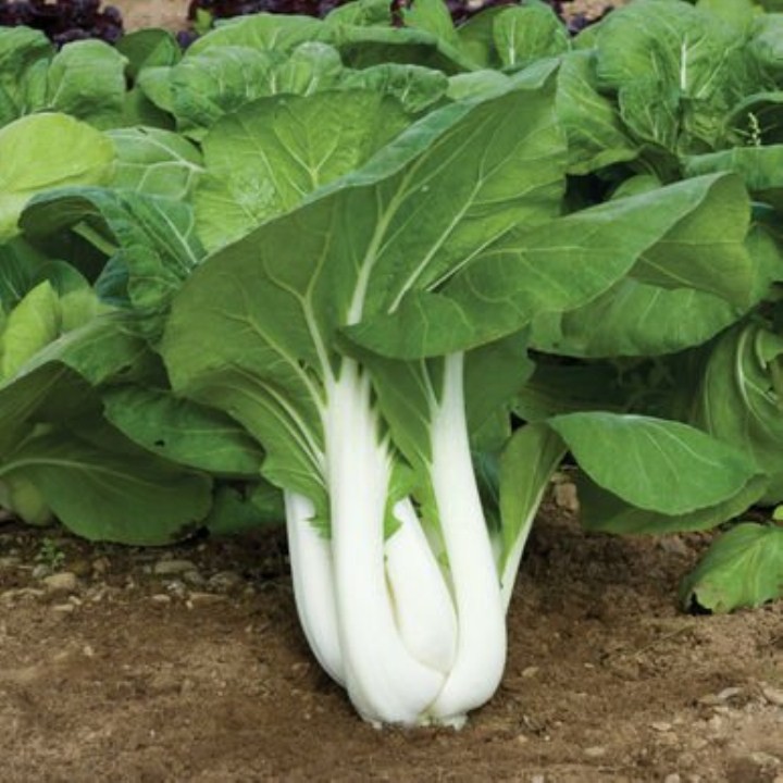 Hạt giống rau cải bẹ trắng khoảng 10 gr