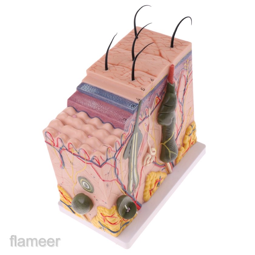 Mô hình giải phẫu lớp da người tỷ lệ phóng đại gấp 50 lần chuyên dùng để giảng dạy