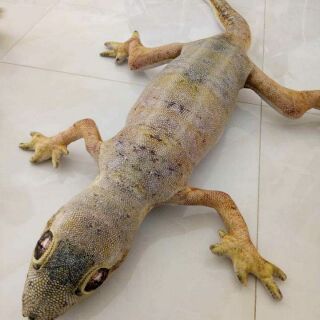 Gối thằn lằn 3D