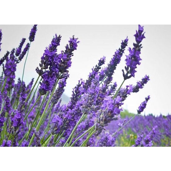 Hạt Giống Hoa Oải Hương Siêu Bông Loại dễ trồng hoa nở đẹp dễ chăm sóc [ gói 100 hạt ]