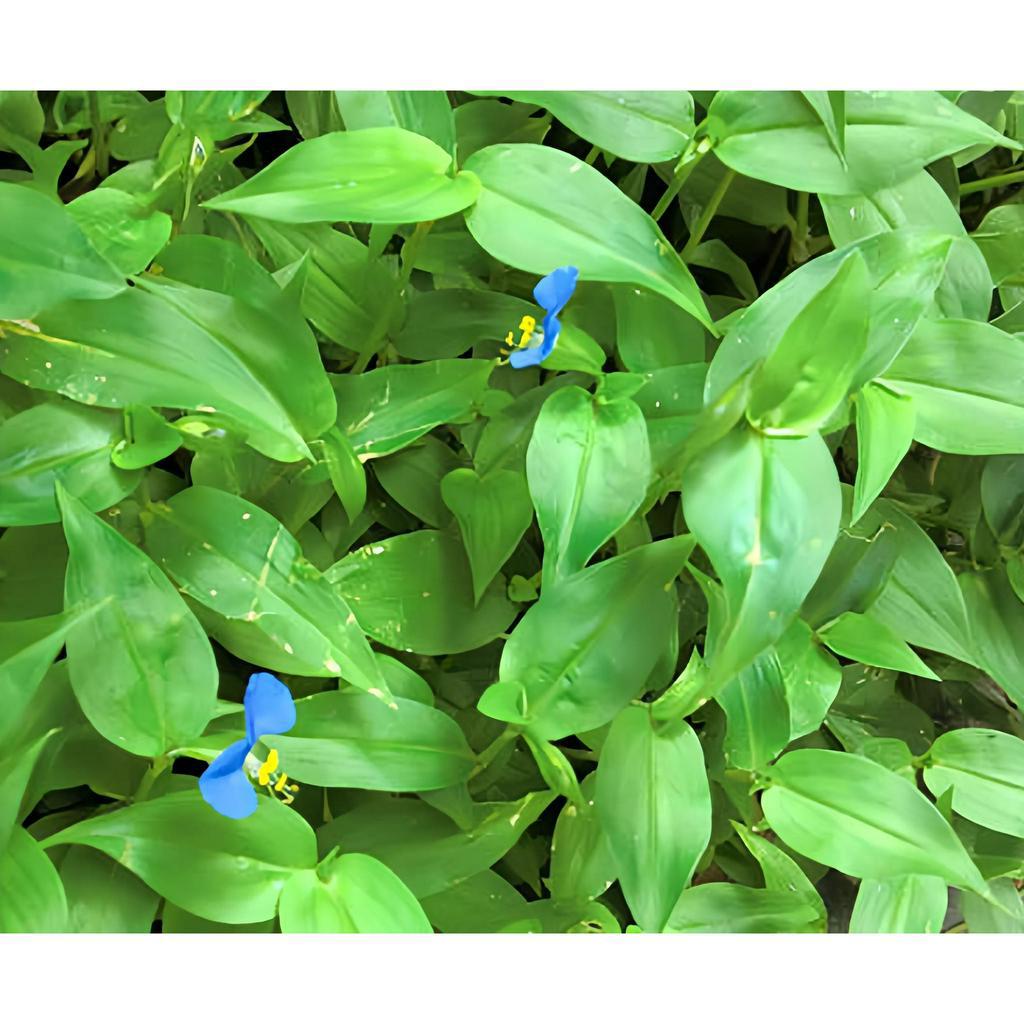 BIOGLY 88.8SP, Diệt Cỏ Thật Dễ, Chết Tận Đầu Rễ