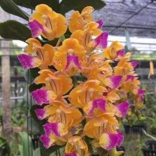 Hoàng nhạn Thái cây trưởng thành sắp hoa