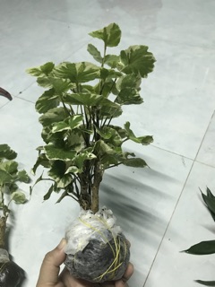 Cây đinh lăng ĐỒNG TIỀN, đinh lăng cẩm thạch lá tròn- bầu đất