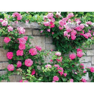 Hạt giống hoa Hồng Leo Pháp Mix nhiều màu (French Climbing Rose)