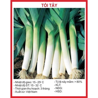 Hạt giống Tỏi Tây 1gr