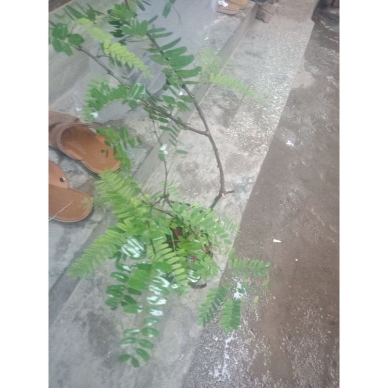 Cây  me  thái  siêu  ngọt f1