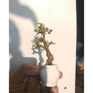 Sam Hương bonsai siêu mini