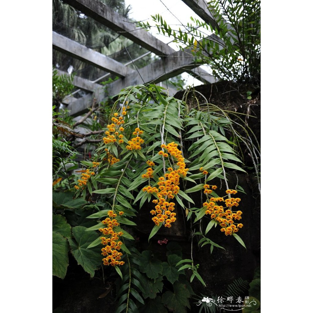 1 bó lan phi điệp vàng rừng tây bắc siêu to, hoa siêu đẹp