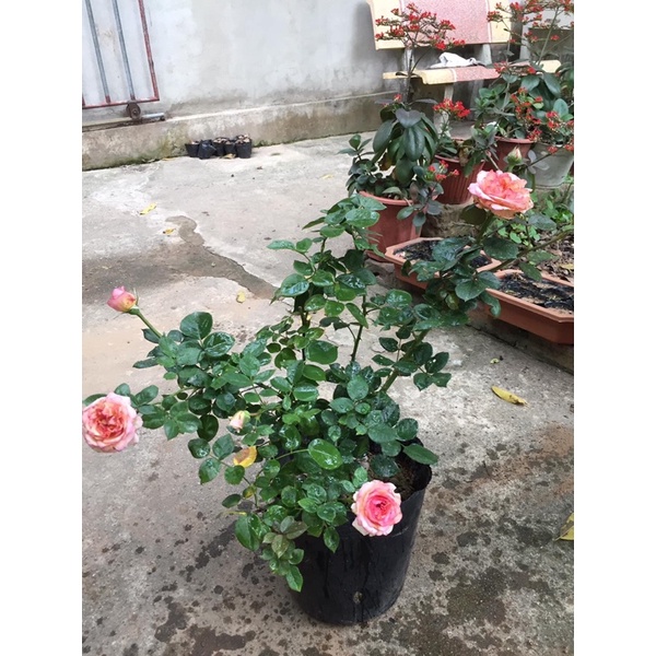 Sỉ 1 cây hoa hồng lafont đột biến đầy đủ hoa nụ