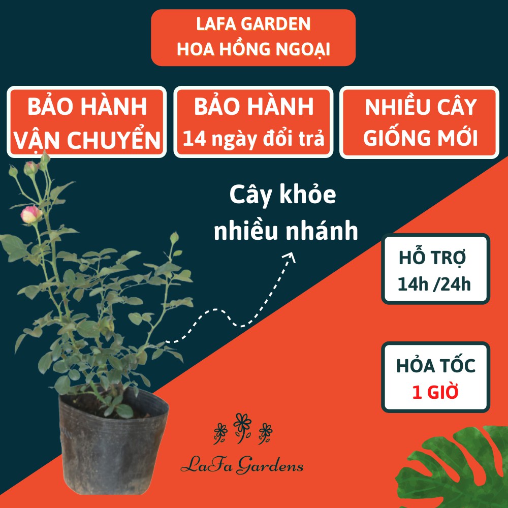 Cây giống hoa hồng leo kích thước( 45-60cm), tùy chọn màu, đỏ, cam, vàng, đỏ sọc, hồng