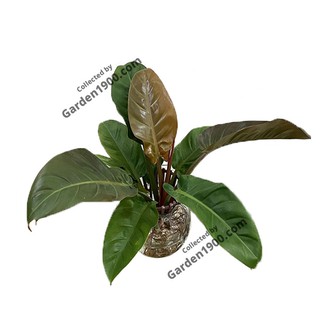 Cây trầu bà đỏ thủy sinh - Cây trầu bà lá tía thủy sinh