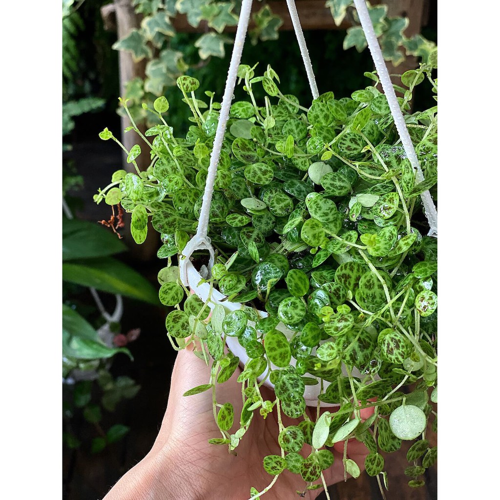 Cây Peperomia prostrata String of Turtles (Chuỗi Rùa, Chuỗi Mai Rùa) chậu treo bí ngô