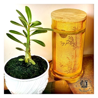 Đèn ngủ, đèn để bàn( chất liệu gỗ thông tự nhiên) ( Giao hoả tốc)