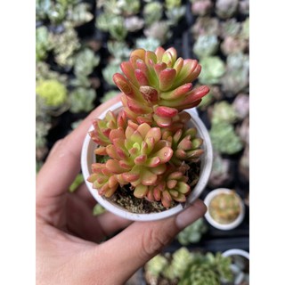 Sen đá rubi mini 5cm