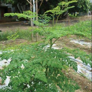 HẠT GIỐNG CÂY CHÙM NGÂY