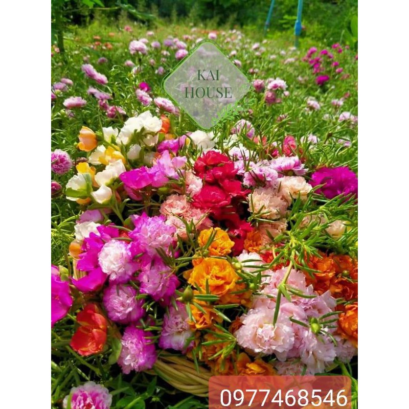 30màu ] Mix 1kg hoa mười giờ  Thái kép,đơn