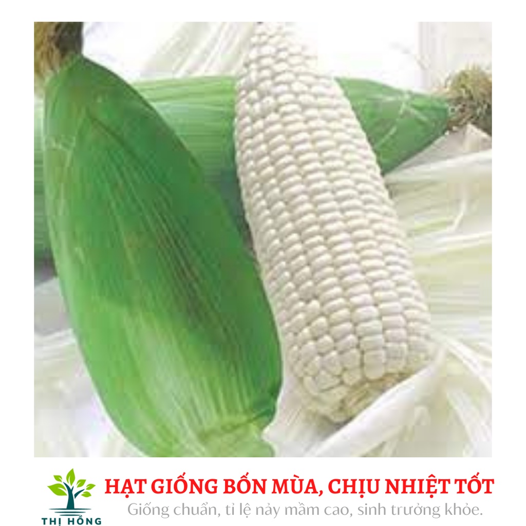 Hạt giống bắp nếp nù 50g (bắp nù sữa, ngô nếp nù, ăn có vị thơm, dẻo đặc trưng)