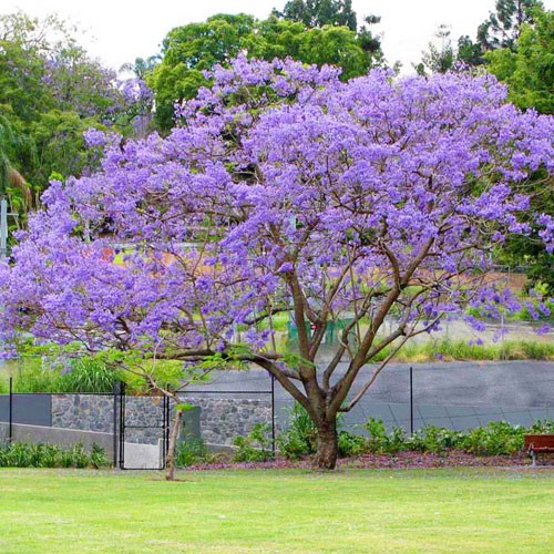 Hạt giống hoa Phượng Tím túi 3 hạt - tặng kèm 3 viên nén ươm hạt