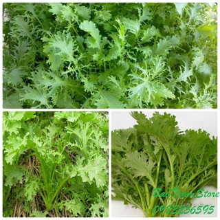 Hạt Giống Rau Cải Nhật Xanh, Giàu Dinh Dưỡng 10gr