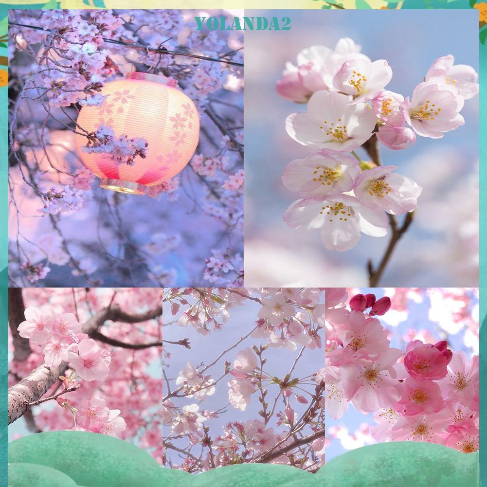Bộ Tranh Đính Đá 5D Tự Làm Hình Hoa Anh Đào Xinh Xắn