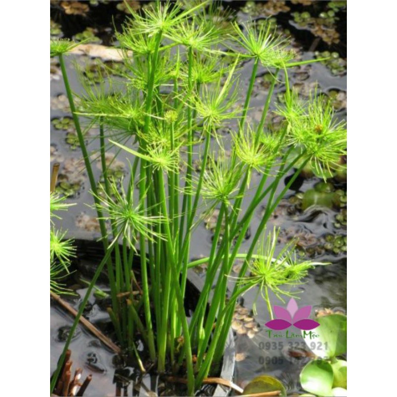 Cây thủy trúc thái (đặt riêng không đặt chung với hàng khác) - bán cạn, lọc nước dễ trồng