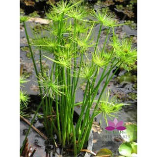 Cây thủy trúc thái (đặt riêng không đặt chung với hàng khác) - bán cạn, lọc nước dễ trồng