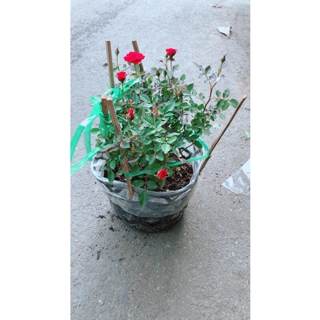Hoa Hồng Tiểu Muội