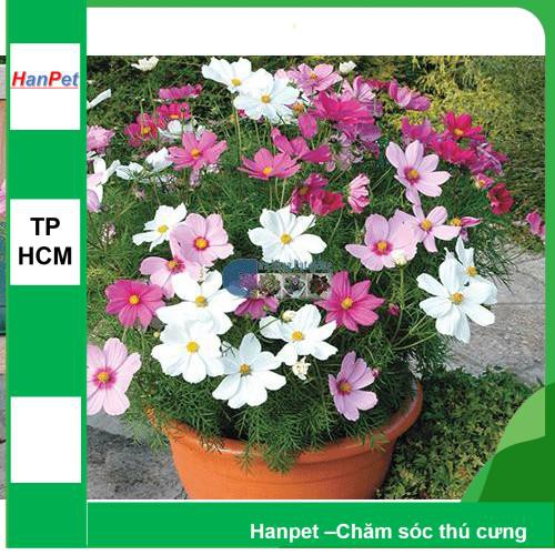 HCM-(HOA TRONG NHÀ) Hạt giống Hoa sao nhái (loại cánh mỏng nhiều màu) Combo 100 hạt phù hợp khí hậu nhiệt đới-