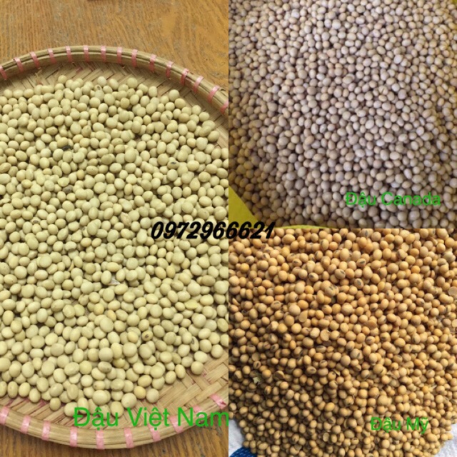 Đậu nành quê hạt vàng