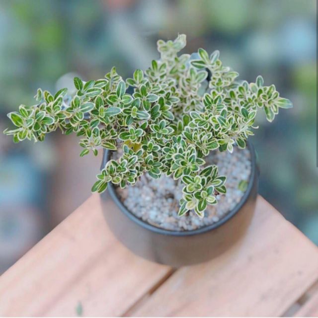 Hoa bạch tuyết mai MIX CHẬU để bàn